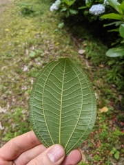 Axinaea costaricensis