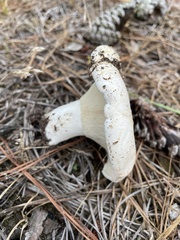 Russula vesicatoria