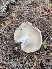 Russula vesicatoria