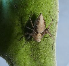 Oxyopes acleistus