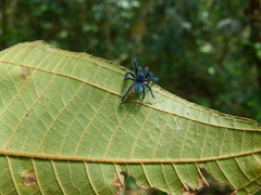 Caribena laeta