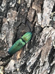 Chalcolepidius smaragdinus