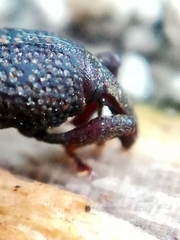 Mitoplinthus caliginosus