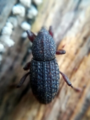 Mitoplinthus caliginosus