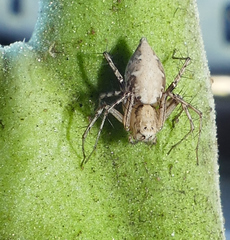 Oxyopes acleistus