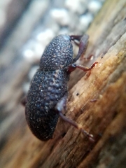 Mitoplinthus caliginosus