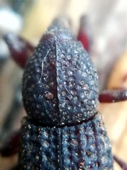 Mitoplinthus caliginosus