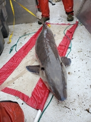 Acipenser fulvescens