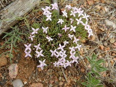Houstonia rubra