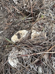 Russula vesicatoria