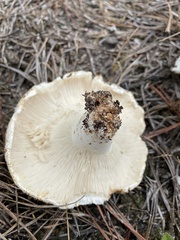 Russula vesicatoria