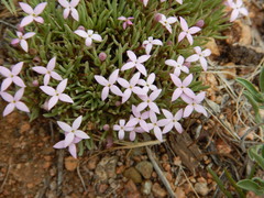 Houstonia rubra