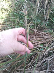 Carex sinclairii