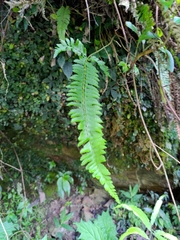 Polystichum hancockii