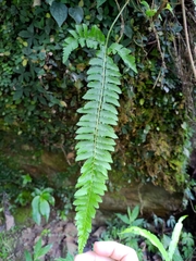 Polystichum hancockii