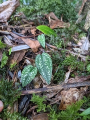 Cranichis diphylla