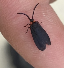 Acoloithus falsarius