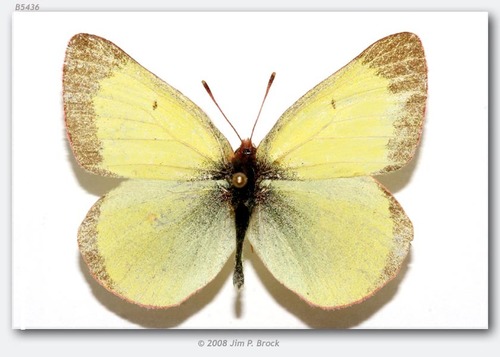 Pelidne Sulphur