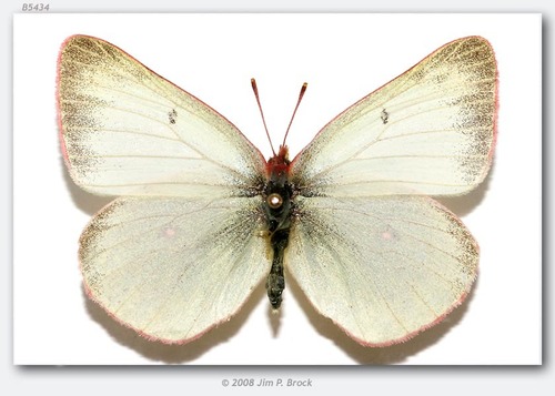 Pelidne Sulphur