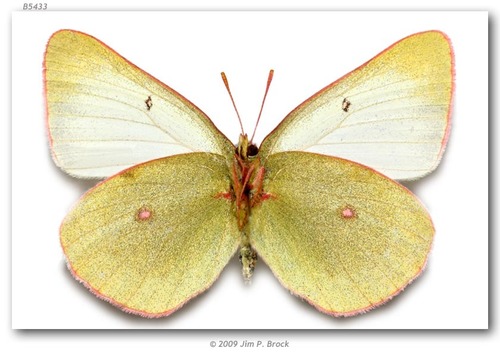 Pelidne Sulphur