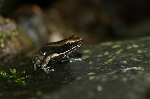 Silverstone's Poison Frog, Colostethus imbricolus