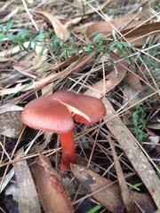 Cortinarius persplendidus