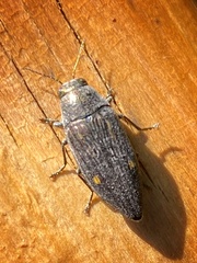 Buprestis maculipennis