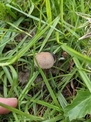 Galeropsidaceae