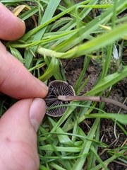 Galeropsidaceae