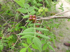 Bursera palmeri