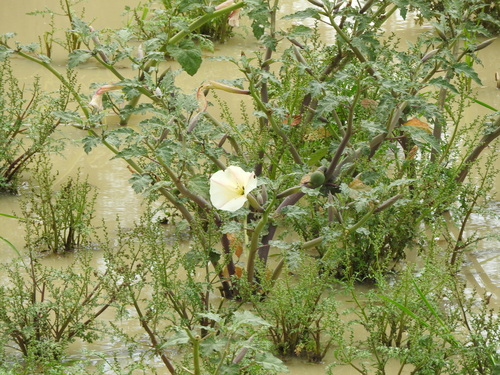 Image of Datura ceratocaula by (c) Oscar Alejandro Morales Juárez, some rights reserved (CC BY-SA)