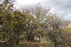 Cussonia natalensis