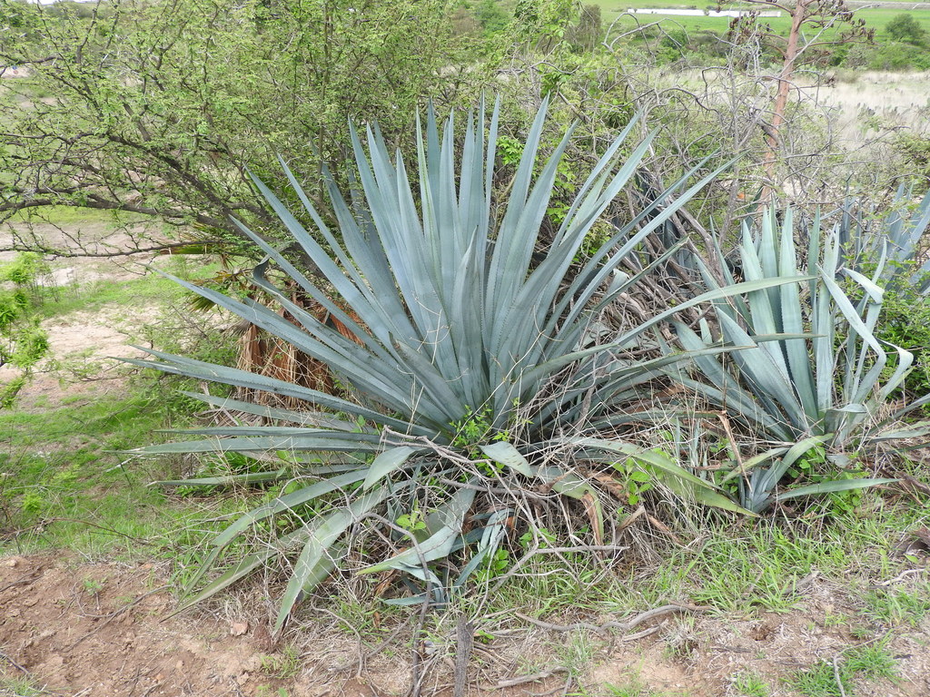 Agave tequilana, Acámbaro, Gto., México
