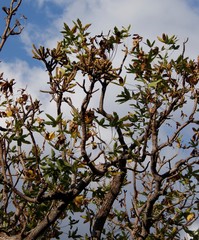 Cussonia natalensis