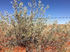 Acacia bivenosa