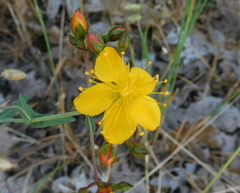 Hypericum linariifolium