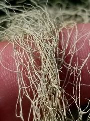 Usnea cavernosa
