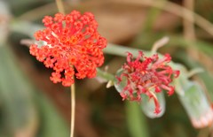 Kleinia fulgens
