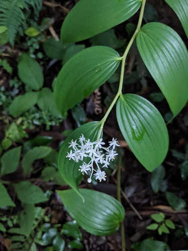 Maianthemum paniculatum (Maianthemum paniculatum)