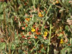 Acmispon heermannii heermannii