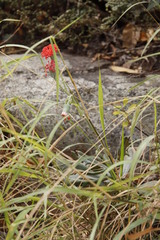 Kleinia fulgens
