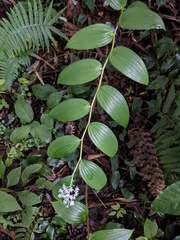 Maianthemum paniculatum