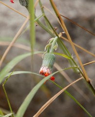 Kleinia fulgens