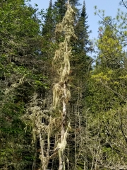 Usnea cavernosa