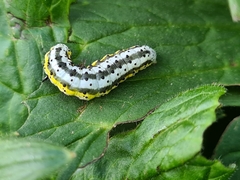 Euchalcia variabilis