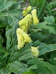 Euchalcia variabilis