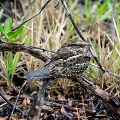 Hydropsalis torquata