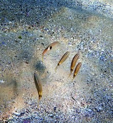 Parupeneus pleurostigma