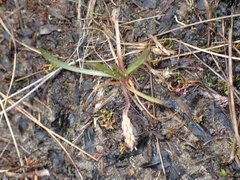 Plantago macrocarpa