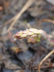Plantago macrocarpa